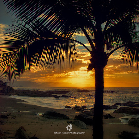 Shade from a Palm Tree