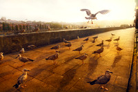 Seagulls Along Douro River