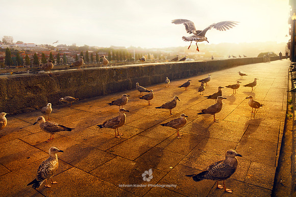 Seagulls Along Douro River