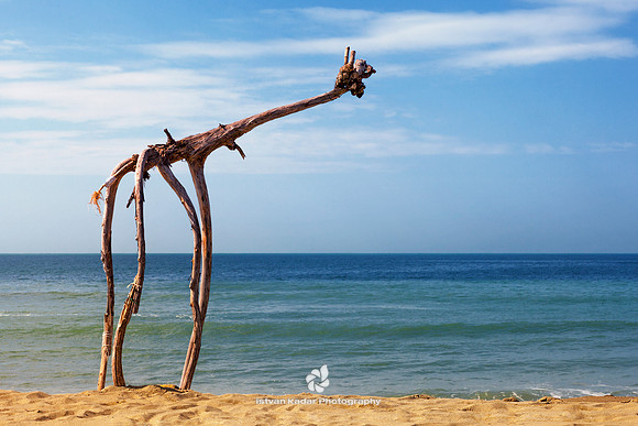 Driftwood Giraffe