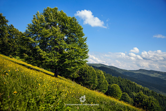 Transylvanian Hillside
