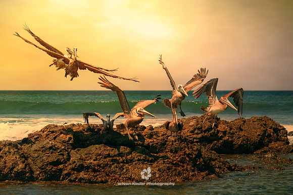 In the Footsteps of the Pterodactyl