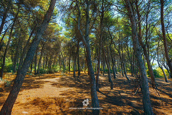 Woodland, Puglia, Italy