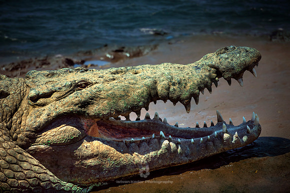 The Open Mouth Of An American Crocodile