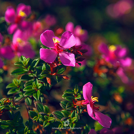 Pink Princess Flower (Monochaetum vulcanicum)