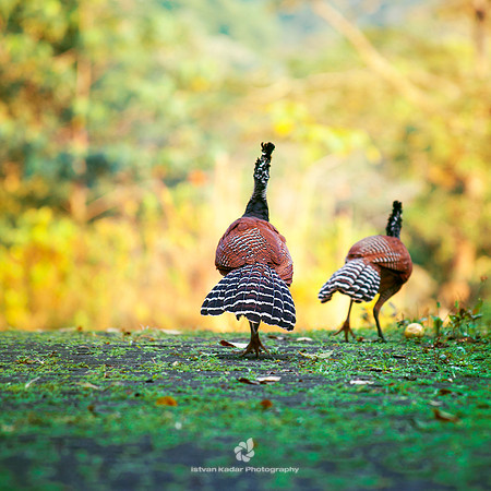 Great Curassows
