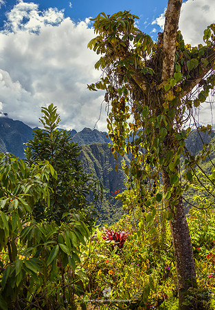 Cloud Forest