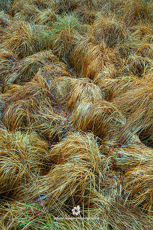 Irish Wet Grass