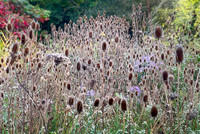 Wild Teasel in an Autumn Meadow