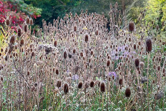 Wild Teasel in an Autumn Meadow