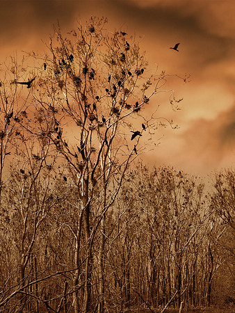 Cormorant's Home