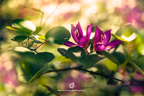 Orchid Tree