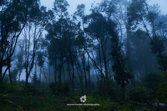 "Beauty In Nature", Branch, "Color Image", Dusk, Environment, Fog, Forest, Growth, Horizontal, Mystery, Nature, "No People", Outdoors, Photography, Portugal, Scenics, Sintra, Spooky, "Tranquil Scene",