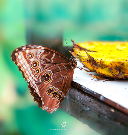 Morpho's Lunch
