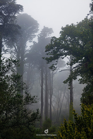 "Beauty In Nature", Branch, "Color Image", Dusk, Environment, Fog, Forest, Growth, Mystery, Nature, "No People", Outdoors, Photography, Portugal, Scenics, Sintra, Spooky, "Tranquil Scene", Tranquility