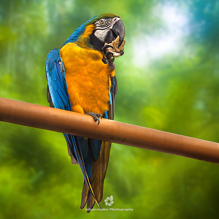 Blue & Yellow Macaw (Ara Ararauna)