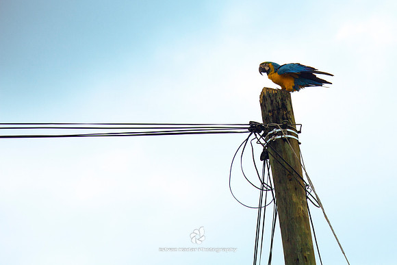 Blue & Yellow Macaw on a Power Pole