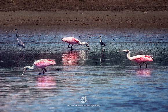 Roseate Spoonbills