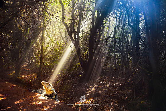 In the Limelight of the Cloud Forest