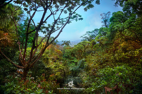 Forests of Eden