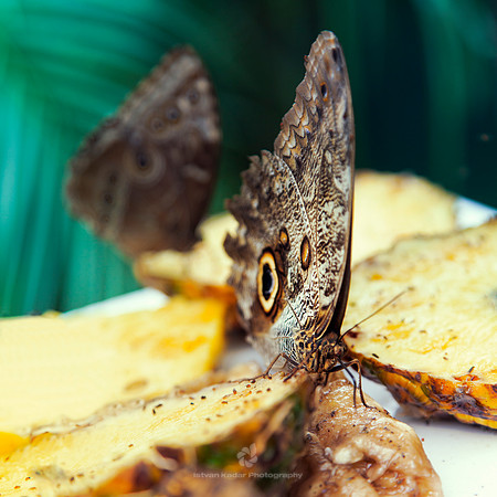 Owl Butterfly