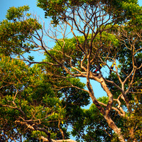 Chestnut-mandibled Toucans