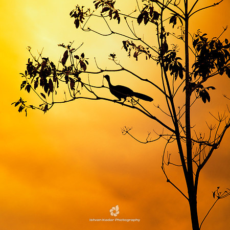 Silhouette of a Great Curassow