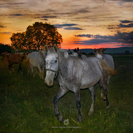 Sunset Pasture