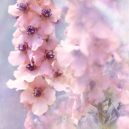Delicate Petals