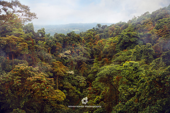 Colours of the Rain Forest