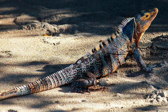 Spiny-tailed Iguana