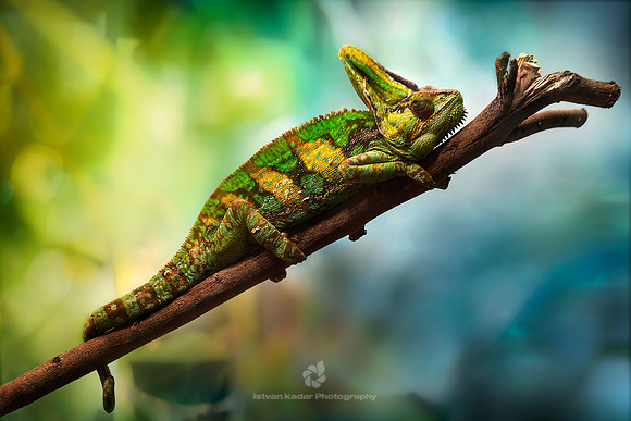 Veiled Chameleon (Chamaeleo calyptratus)