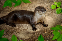 North American River Otter (Lontra canadensis)