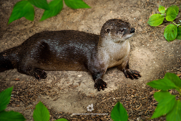 North American River Otter (Lontra canadensis)