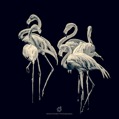 Flamingos