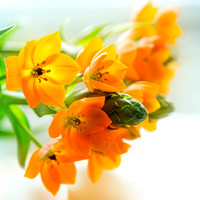Star Of Bethlehem (Ornithogalum Dubium)