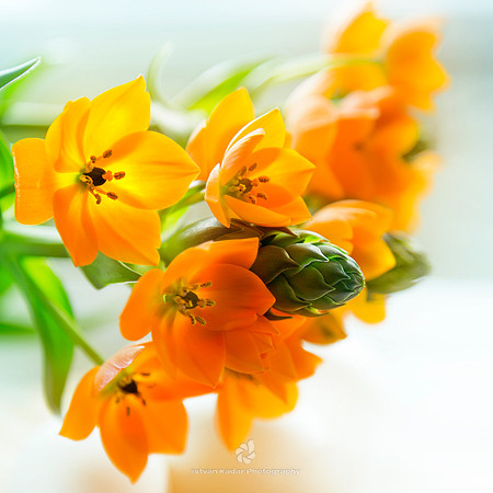 Star Of Bethlehem (Ornithogalum Dubium)