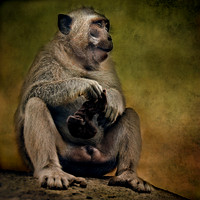 Long Tailed Macaque