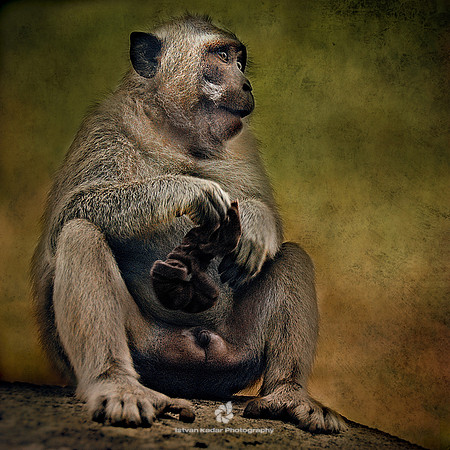 Long Tailed Macaque