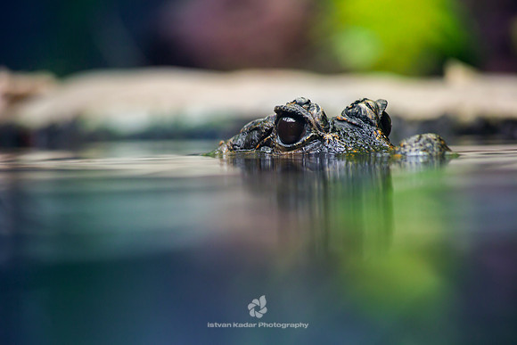 Dwarf Crocodile (Osteolaemus tetraspis)