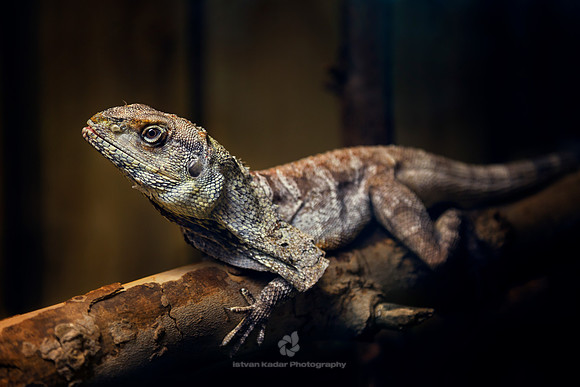 Frilled-neck Lizard (Chlamydosaurus kingii)