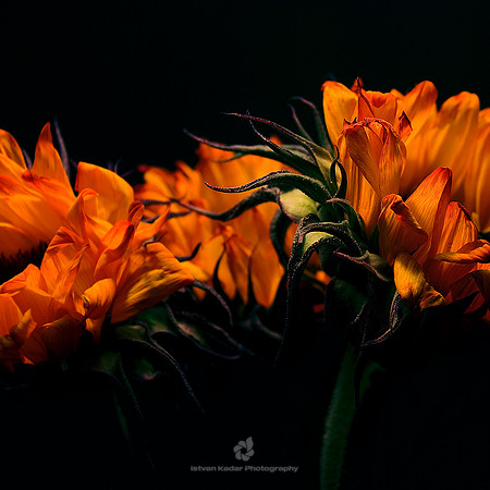 Sunfire