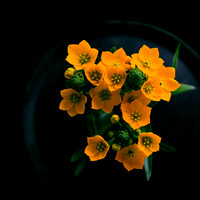 Star of Bethlehem (Ornithogalum dubium)