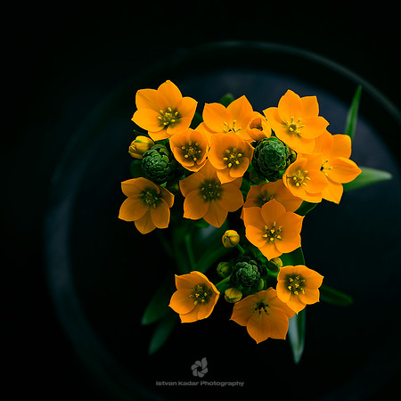 Star of Bethlehem (Ornithogalum dubium)