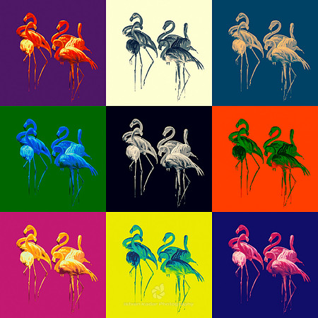 Flamingos