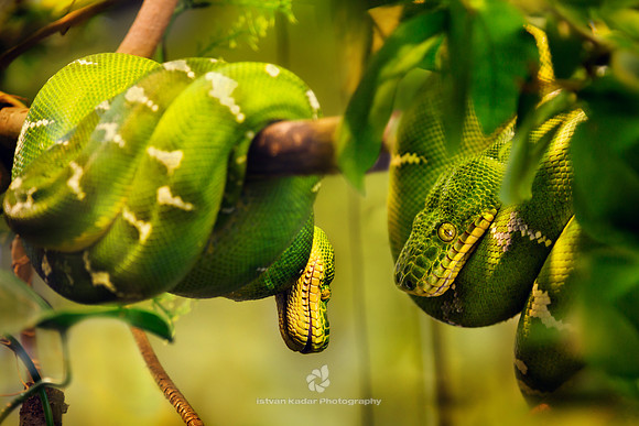 Emerald Tree Boa (Corallus caninus)