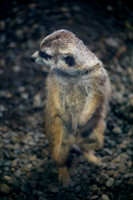 Meerkat (Suricata suricatta)