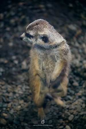 Meerkat (Suricata suricatta)