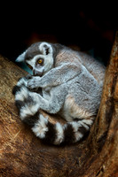 Ring-tailed Lemur (Lemur catta)