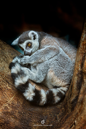 Ring-tailed Lemur (Lemur catta)
